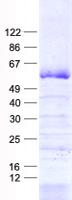 Zfp105 / ZNF35 Protein