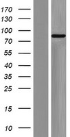 ZFP219 / ZNF219 Protein - Western validation with an anti-DDK antibody * L: Control HEK293 lysate R: Over-expression lysate