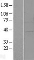 ZFP30 Protein - Western validation with an anti-DDK antibody * L: Control HEK293 lysate R: Over-expression lysate