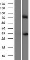 ZFP42 / REX-1 Protein - Western validation with an anti-DDK antibody * L: Control HEK293 lysate R: Over-expression lysate