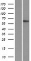 ZFP91 Protein - Western validation with an anti-DDK antibody * L: Control HEK293 lysate R: Over-expression lysate