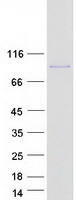 ZFP91 Protein - Purified recombinant protein ZFP91 was analyzed by SDS-PAGE gel and Coomassie Blue Staining