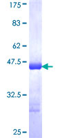 ZFPM1 / FOG1 Protein - 12.5% SDS-PAGE Stained with Coomassie Blue.