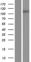 ZFR2 Protein - Western validation with an anti-DDK antibody * L: Control HEK293 lysate R: Over-expression lysate