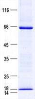 ZFYVE19 Protein