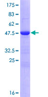 ZFYVE21 Protein - 12.5% SDS-PAGE of human ZFYVE21 stained with Coomassie Blue