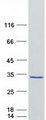 ZFYVE21 Protein - Purified recombinant protein ZFYVE21 was analyzed by SDS-PAGE gel and Coomassie Blue Staining