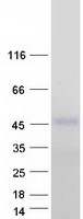 ZFYVE27 / Protrudin Protein - Purified recombinant protein ZFYVE27 was analyzed by SDS-PAGE gel and Coomassie Blue Staining