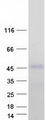 ZFYVE27 / Protrudin Protein - Purified recombinant protein ZFYVE27 was analyzed by SDS-PAGE gel and Coomassie Blue Staining