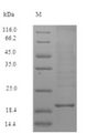 ZG16B Protein - (Tris-Glycine gel) Discontinuous SDS-PAGE (reduced) with 5% enrichment gel and 15% separation gel.