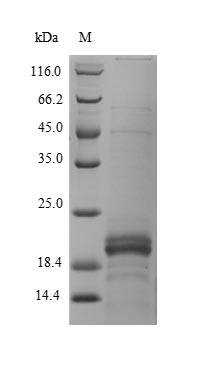 ZG16B Protein - (Tris-Glycine gel) Discontinuous SDS-PAGE (reduced) with 5% enrichment gel and 15% separation gel.