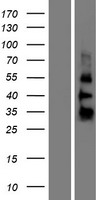 ZGLP1 Protein - Western validation with an anti-DDK antibody * L: Control HEK293 lysate R: Over-expression lysate