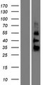 ZGLP1 Protein - Western validation with an anti-DDK antibody * L: Control HEK293 lysate R: Over-expression lysate