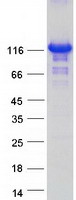 ZHX3 Protein - Purified recombinant protein ZHX3 was analyzed by SDS-PAGE gel and Coomassie Blue Staining