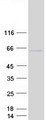 ZIC2 Protein - Purified recombinant protein ZIC2 was analyzed by SDS-PAGE gel and Coomassie Blue Staining