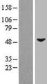 ZIC3 Protein - Western validation with an anti-DDK antibody * L: Control HEK293 lysate R: Over-expression lysate
