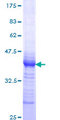 ZIF268 / EGR1 Protein - 12.5% SDS-PAGE Stained with Coomassie Blue.