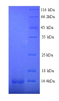 ZIF268 / EGR1 Protein