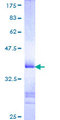 ZKSCAN3 / ZNF306 Protein - 12.5% SDS-PAGE Stained with Coomassie Blue.