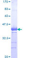 ZKSCAN5 Protein - 12.5% SDS-PAGE Stained with Coomassie Blue.