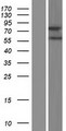 ZMAT1 Protein - Western validation with an anti-DDK antibody * L: Control HEK293 lysate R: Over-expression lysate