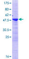 ZMAT2 Protein - 12.5% SDS-PAGE of human ZMAT2 stained with Coomassie Blue