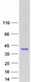 ZMAT3 Protein - Purified recombinant protein ZMAT3 was analyzed by SDS-PAGE gel and Coomassie Blue Staining