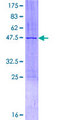 ZMAT5 Protein - 12.5% SDS-PAGE of human ZMAT5 stained with Coomassie Blue