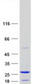 ZMAT5 Protein - Purified recombinant protein ZMAT5 was analyzed by SDS-PAGE gel and Coomassie Blue Staining