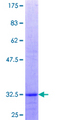 ZMPSTE24 Protein - 12.5% SDS-PAGE Stained with Coomassie Blue.