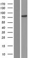 ZMYM5 Protein - Western validation with an anti-DDK antibody * L: Control HEK293 lysate R: Over-expression lysate