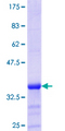 ZMYND10 Protein - 12.5% SDS-PAGE Stained with Coomassie Blue.