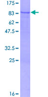 ZMYND11 / BS69 Protein - 12.5% SDS-PAGE of human ZMYND11 stained with Coomassie Blue