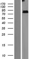 ZMYND15 Protein - Western validation with an anti-DDK antibody * L: Control HEK293 lysate R: Over-expression lysate