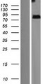 ZMYND15 Protein - Western validation with an anti-DDK antibody * L: Control HEK293 lysate R: Over-expression lysate