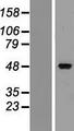 ZMYND17 Protein - Western validation with an anti-DDK antibody * L: Control HEK293 lysate R: Over-expression lysate