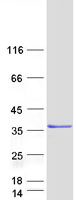 ZMYND19 Protein - Purified recombinant protein ZMYND19 was analyzed by SDS-PAGE gel and Coomassie Blue Staining