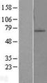 ZNF10 / KOX1 Protein - Western validation with an anti-DDK antibody * L: Control HEK293 lysate R: Over-expression lysate