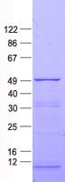 ZNF114 Protein