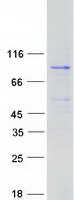 ZNF131 Protein - Purified recombinant protein ZNF131 was analyzed by SDS-PAGE gel and Coomassie Blue Staining