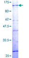 ZNF133 Protein - 12.5% SDS-PAGE of human ZNF133 stained with Coomassie Blue
