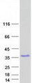 ZNF146 Protein - Purified recombinant protein ZNF146 was analyzed by SDS-PAGE gel and Coomassie Blue Staining