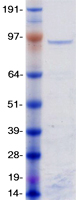 ZNF148 / ZBP-89 Protein - Purified recombinant protein ZNF148 was analyzed by SDS-PAGE gel and Coomassie Blue Staining
