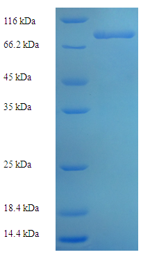 ZNF155 Protein