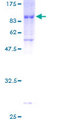 ZNF165 Protein - 12.5% SDS-PAGE of human ZNF165 stained with Coomassie Blue