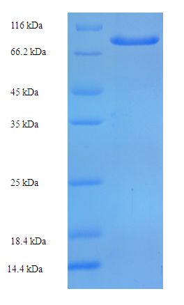 ZNF165 Protein