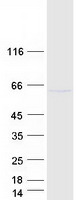 ZNF165 Protein - Purified recombinant protein ZNF165 was analyzed by SDS-PAGE gel and Coomassie Blue Staining