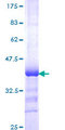 ZNF169 Protein - 12.5% SDS-PAGE Stained with Coomassie Blue.