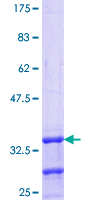 ZNF177 / PIGX Protein - 12.5% SDS-PAGE Stained with Coomassie Blue.