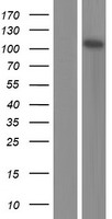 ZNF185 Protein - Western validation with an anti-DDK antibody * L: Control HEK293 lysate R: Over-expression lysate